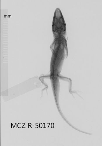Media type: image;   Herpetology R-50170 Aspect: dorsoventral x-ray